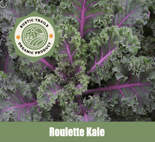 Roulette Kale, scientifically known as Brassica oleracea var. acephala